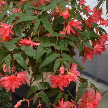 Begonia x hybrida - Funky® Pink