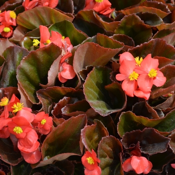 Begonia semperflorens (Wax Begonia) - Begonia 'Cocktail Vodka'