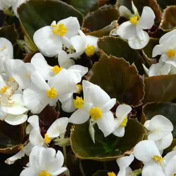 Begonia semperflorens (Wax Begonia) - Begonia 'Cocktail Whiskey'