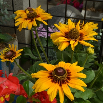 Rudbeckia hirta (Black Eyed Susan) - Rudbeckia 'Denver Daisy'