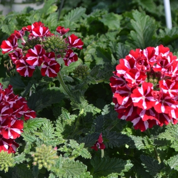 Verbena x peruviana - Verbena 'Sweet Dreams Voodoo Star'