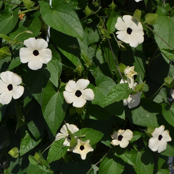Thunbergia alata (Black-eyed Susan Vine) - Thunbergia 'TowerPower White'