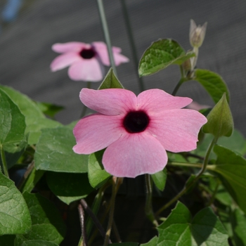 Thunbergia alata (Black-eyed Susan Vine) - Thunbergia 'Rose Sensation'