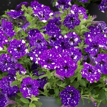 Petunia hybrida - Petunia 'Night Sky'