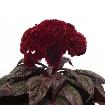 Celosia 'Dracula'