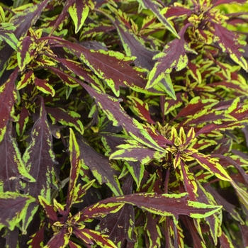 Solenostemon - Coleus 'Flame Thrower Chipotle'