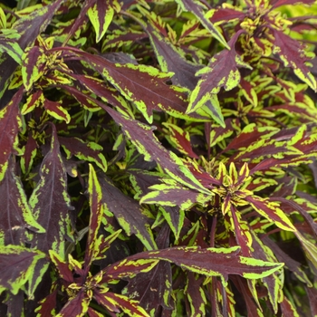 Coleus/Solenostemon - Flame Thrower™ Chipotle