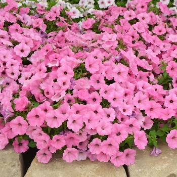 Petunia x hybrida 'Multiple Colours' - ColorRush™