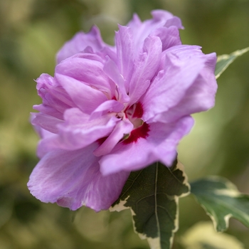 Hibiscus syriacus - Rose of Sharon 'Tahiti' 