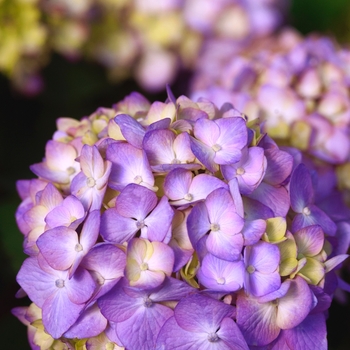 'BloomStruck®' Bigleaf Hydrangea