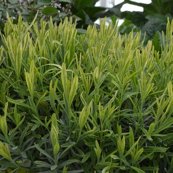 Lavandula angustifolia 'Platinum Blonde' - Lavender Platinum Blond