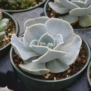 Echeveria - Echeveria 'Pollux'