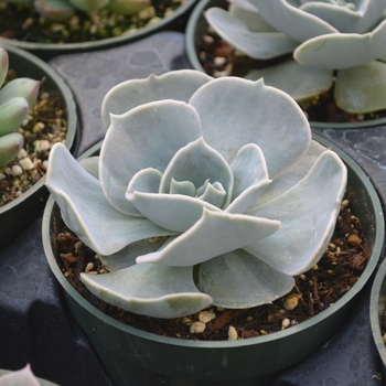 Echeveria 'Pollux' - Echeveria