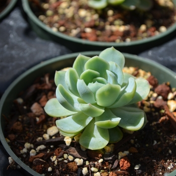 Echeveria elegans - Echeveria 'Mexican Snowball'