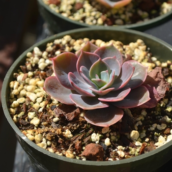 Echeveria - Echeveria 'Cassyz Winter'