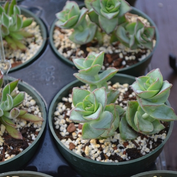 Crassula perforata 'major' - Variegated String of Buttons