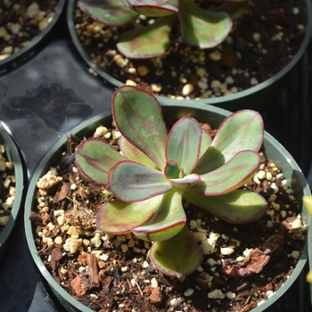 Echeveria nodulosa - Echeveria 'Painted'