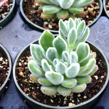 Echeveria pulvinata - Echeveria 'Chenille'