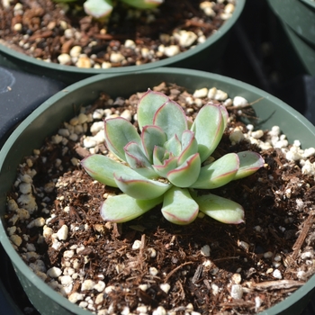 Echeveria - Echeveria 'Topsy Turvy'