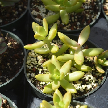 Sedum adolphii - Sedum 'Gold Stonecrop'