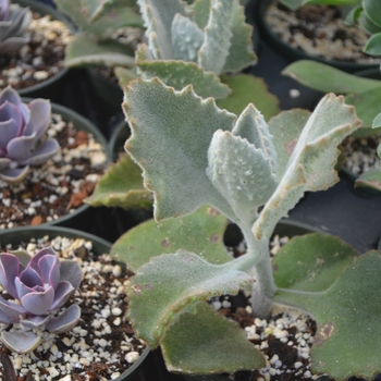 Kalanchoe beharensis 'Fang' - Stalactite Plant