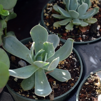 Echeveria runyonii 'Pink Edge' - Echeveria