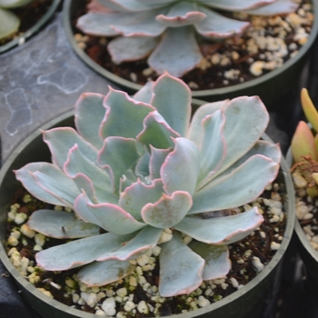 Echeveria - Echeveria 'Rosea'