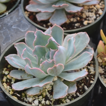 Echeveria 'Rosea' - Echeveria