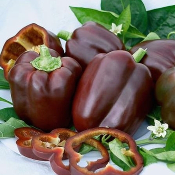 Capsicum annuum 'Chocolate Beauty' - Heirloom Bell Pepper