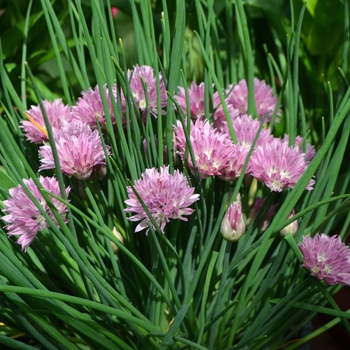 Allium schoenoprasum - Chives