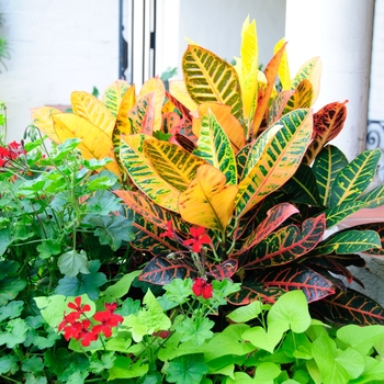Codiaeum variegatum - Croton 'Multiple Varieties'