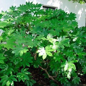 Fatsia japonica - Japanese Aralia