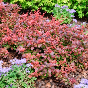 Berberis thunbergii 'Gentry' - Royal Burgundy Japanese Barberry