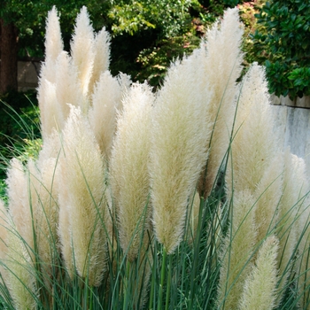 Cortaderia selloana - Pampas Grass 'White'