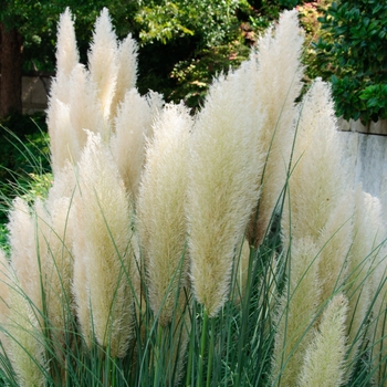 Cortaderia selloana 'Pumila' - Pampas Grass