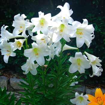 Lilium longiflorum - Easter Lily