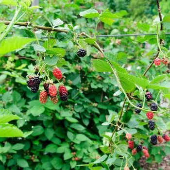 Rubus fruticosa 'Chester' - Blackberry - Chester