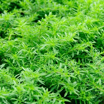 Satureja montana - Savory 'Winter'