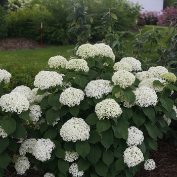 Hydrangea arborescens - Invincibelle Limetta®