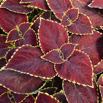 Solenostemon - Coleus 'Main Street Broad Street'
