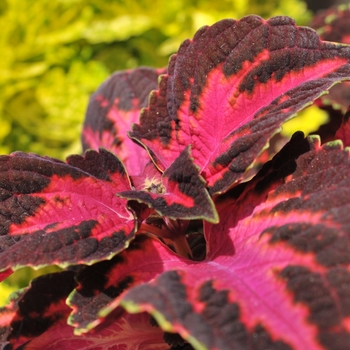 Solenostemon - Coleus 'Main Street Fifth Avenue'