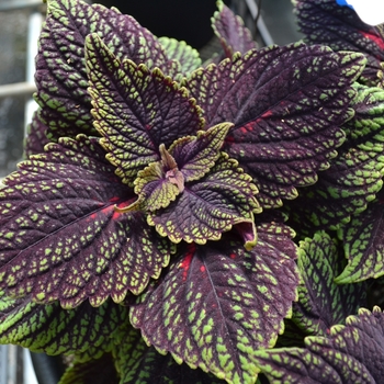 Solenostemon - Coleus 'Main Street Abbey Road'