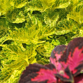 Solenostemon - Coleus 'Main Street River Walk'