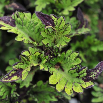 Solenostemon - Coleus 'Main Street Rodeo Drive'