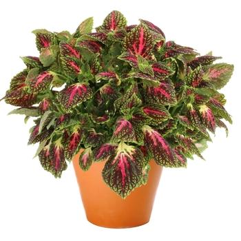 Solenostemon - Coleus 'Main Street La Rambla'