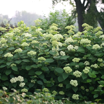 Hydrangea arborescens - Lime Rickey®