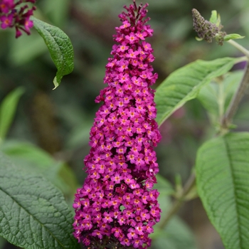 Buddleia - Butterfly Bush 'Miss Molly'