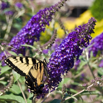 Buddleia davidii - Butterfly Bush 'Pugster Blue'