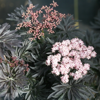 Sambucus nigra 'SNR1292' - 'Laced Up®' Elderberry