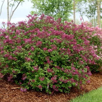 Syringa x - Bloomerang® Dark Purple